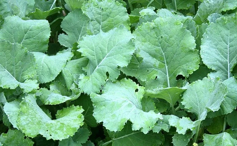 Kale Seeds 300+ Non-GMO Premier Early Hanover Brassica oleracea for Home Gardening - Nutrient-Rich Vegetable Seeds