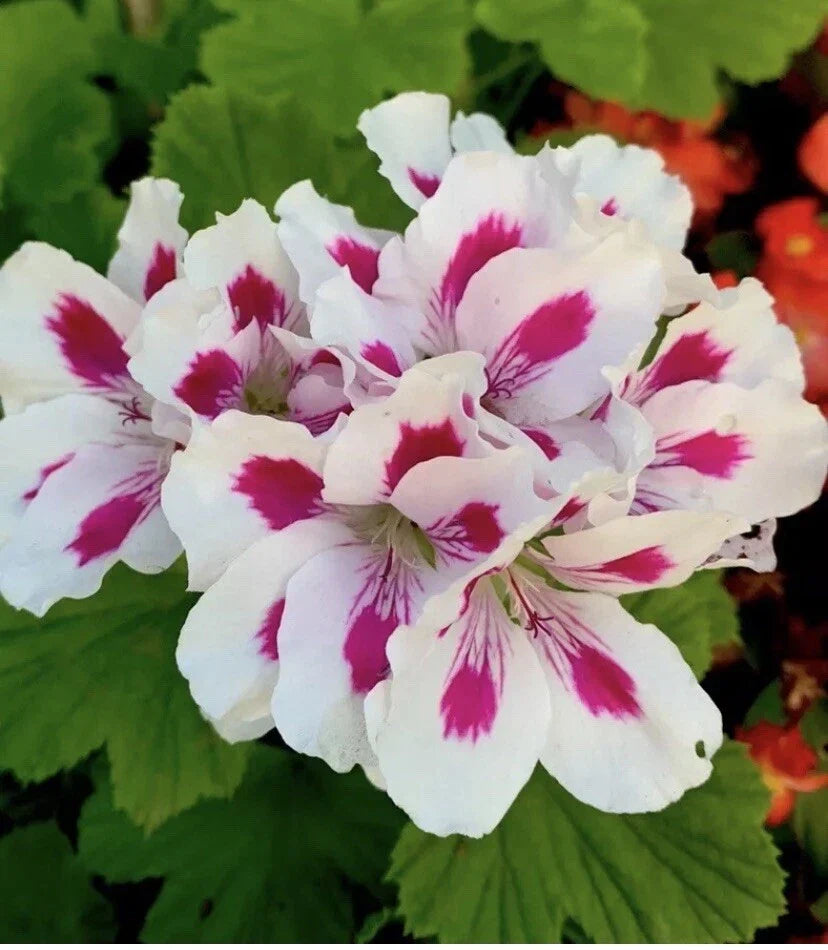 Geranium Live Plant 3” Pot White/Bright Pink Pelargonium - Easy Care Flowering Plant for Garden, Patio, or Indoor Use