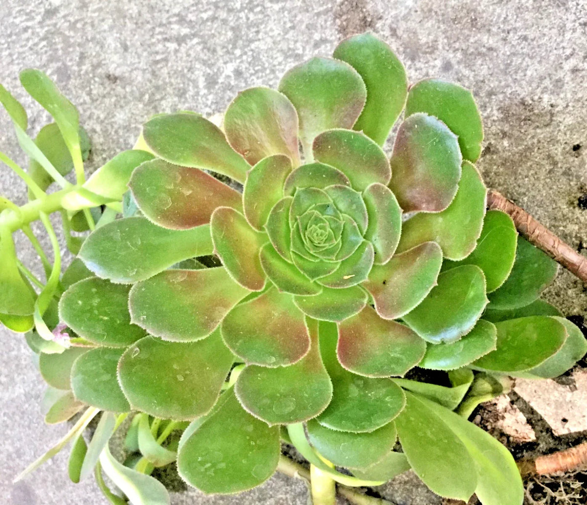 Rooted Aeonium Undulatum Succulent Plant 4-5" Wide Stalked Variety - Bright Green Rosettes, Low Maintenance, Indoor/Outdoor