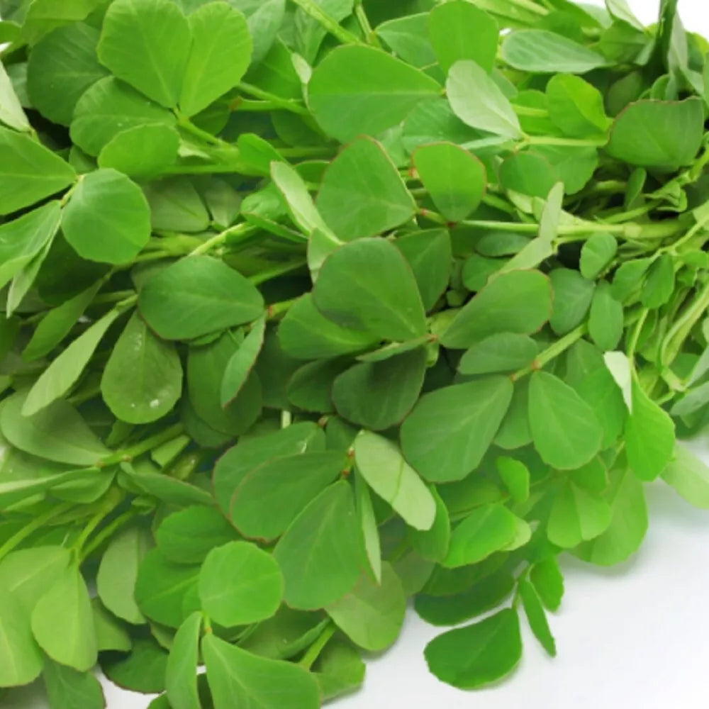 Organic Fenugreek Seeds 4 oz Culinary Herb Trigonella foenum-graecum Non-GMO for Cooking and Gardening