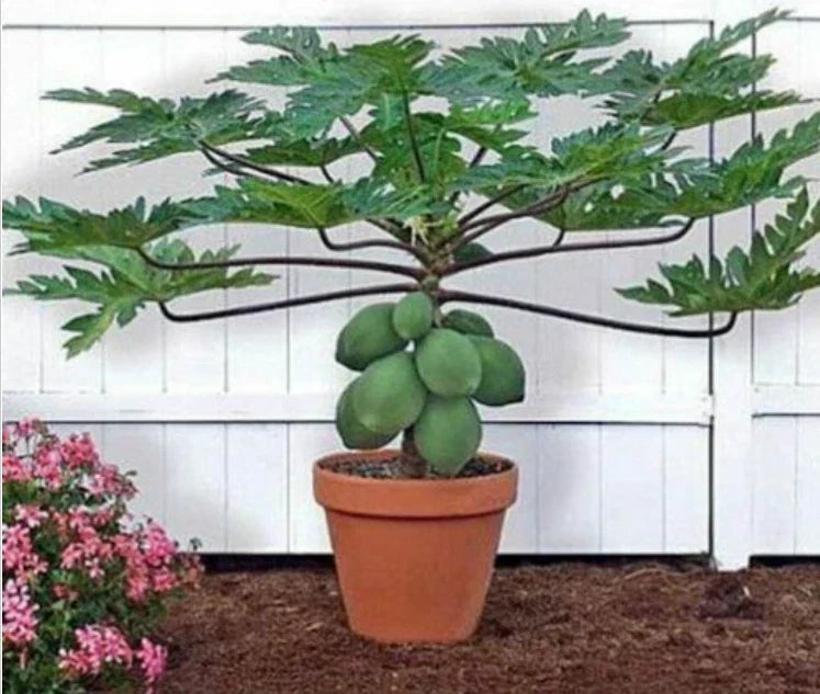 Waimanalo Papaya Seeds - 25 Pack - Carica papaya - Non-GMO - Low to Ground - Ideal for Home Gardens & Containers