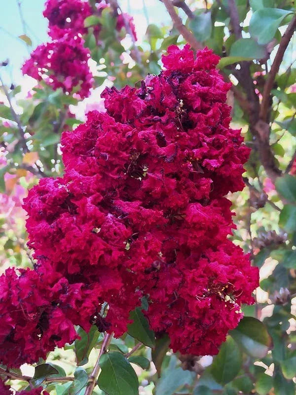Dynamite Cape Myrtle Seeds - 20 Perennial Flower Seeds - Lagerstroemia indica 'Dynamite' - Vibrant, Low Maintenance Blooms