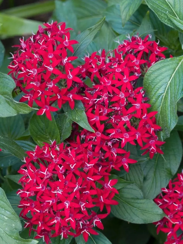 Pentas Seeds 100 Count New Look Red Pentas lanceolata Flower Garden Seeds for Pollinators, Low Maintenance, Vibrant Blooms