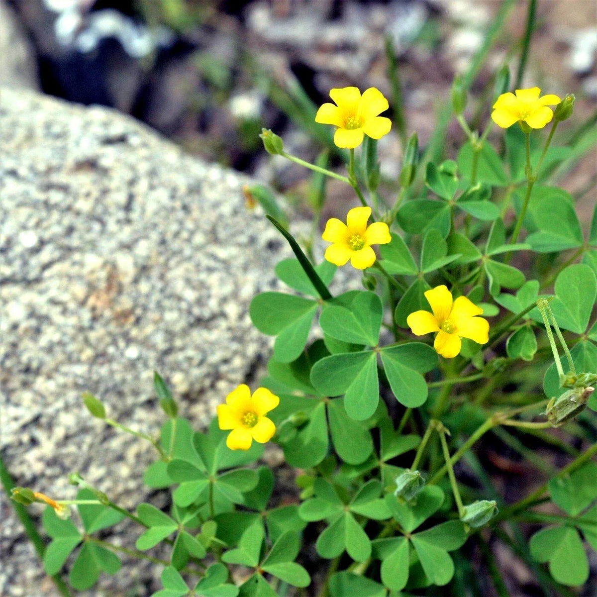 Organic Yellow Wood Sorrel Seeds - 50+ Premium Seeds for Planting - Oxalis stricta - Lemony Clover for Garden and Containers
