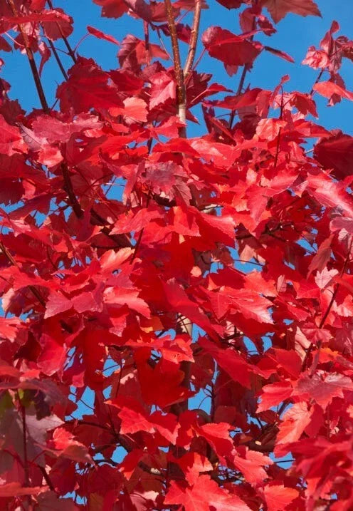 American Red Maple Seedling Saplings 3"-6" Acer rubrum Ornamental Shade Tree, Fast-Growing Fall Foliage