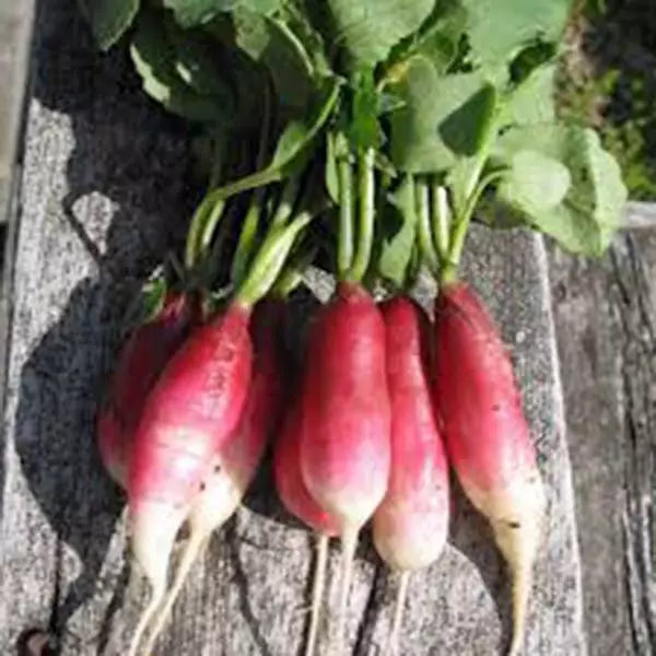 Radish Seeds 50+ Pack French Breakfast Heirloom Non-GMO Raphanus sativus for Organic Gardening