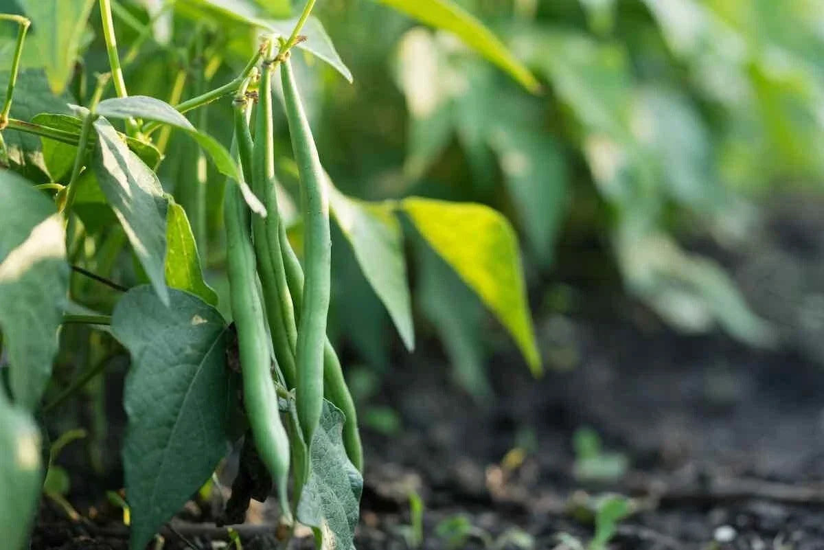 Jade Bush Green Bean Seeds - Non-GMO Stringless Variety - Phaseolus vulgaris - Easy to Grow for Home Garden
