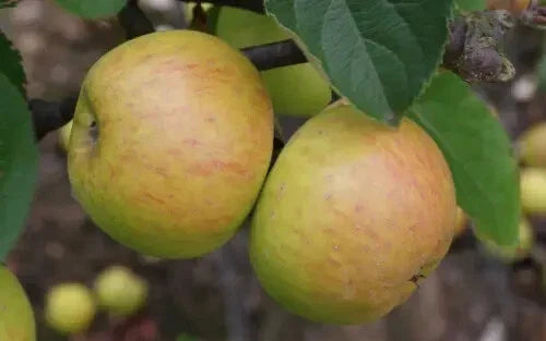 Muscadet de Dieppe Apple Seeds - 25+ Count for Planting - Malus domestica - USA Grown, Ideal for Home Gardens