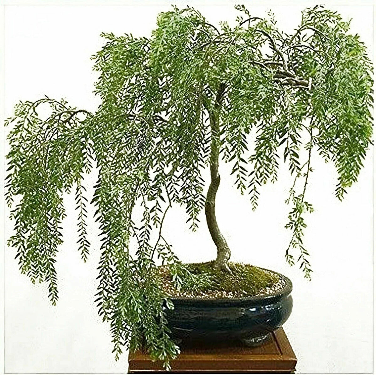 Willow Bonsai Cutting - Rare Indoor Plant - Salix spp. - Ideal for Beginners and Bonsai Enthusiasts - Unique Home or Garden Decor