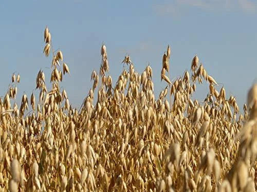 Whole Oat Seeds 5 lb - Wildlife Food Plot Forage Deer Attractant - Avena sativa - Non-GMO, High-Protein, Easy to Grow