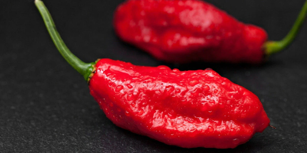 Ghost Pepper Seeds - Pack of 10 - Capsicum chinense - Hot & Spicy Variety for Gardening - Non-GMO, High Germination Rate