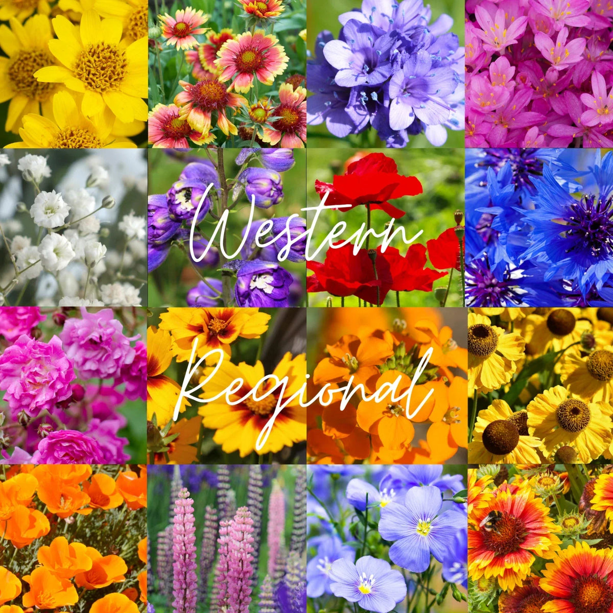 Bulk Wildflower Seed Mix 1/4 lb - Western U.S. Native Blend for Gardens - Covers 800 sq ft - Non-GMO Wildflowers