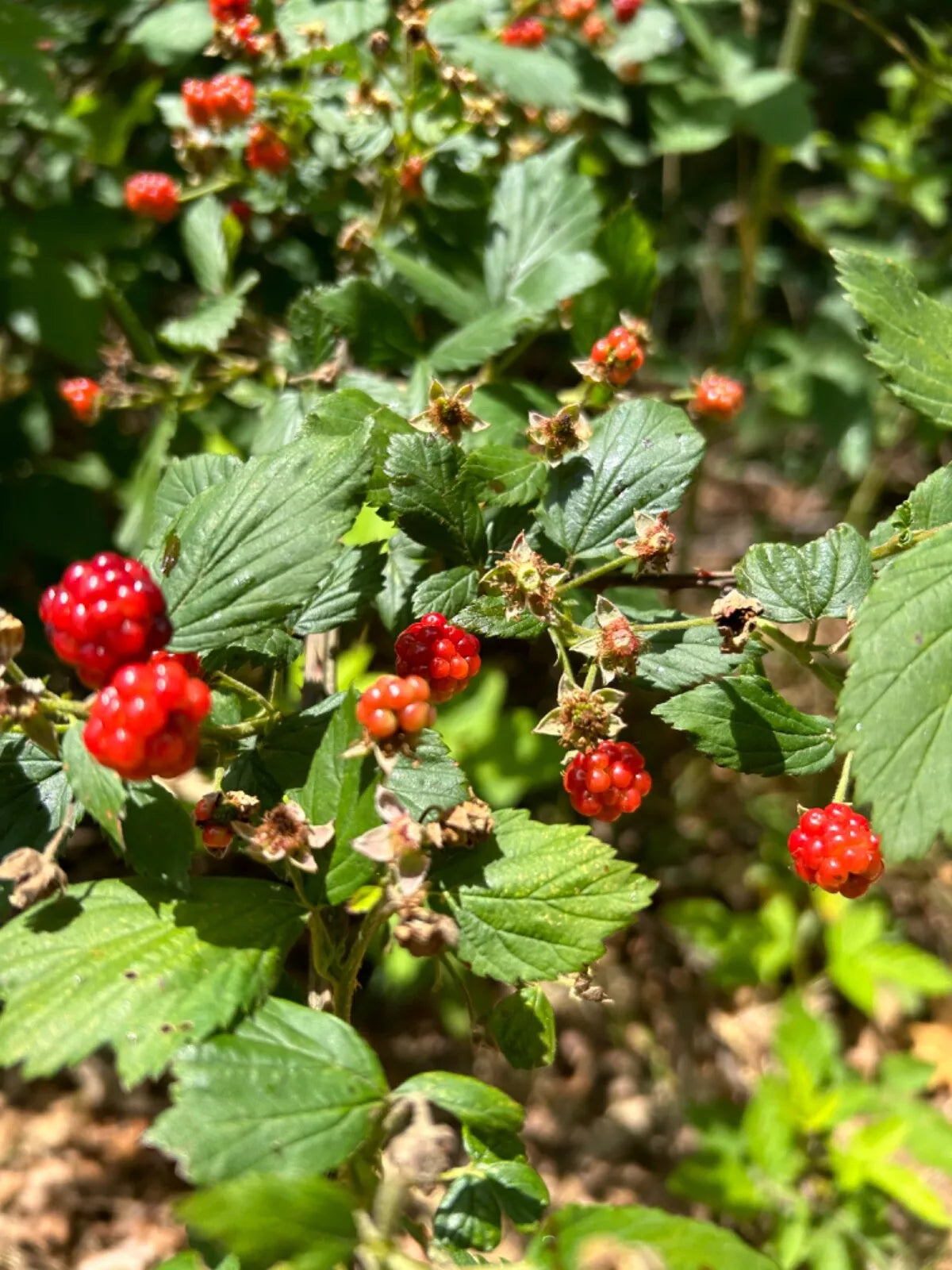Allegheny Wild Blackberry Plants - 5 Pack Live Edible Transplants - Organic Rubus allegheniensis - Pesticide Free Perennial