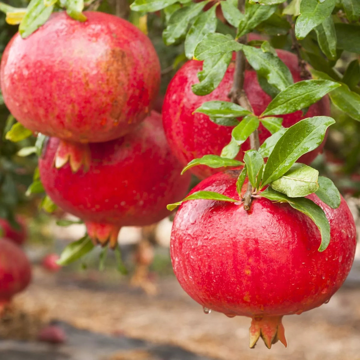 Pomegranate Plant 3" Pot Afganski Rooted Punica granatum - Exotic Fruit & Ornamental Shrub for Gardens & Containers