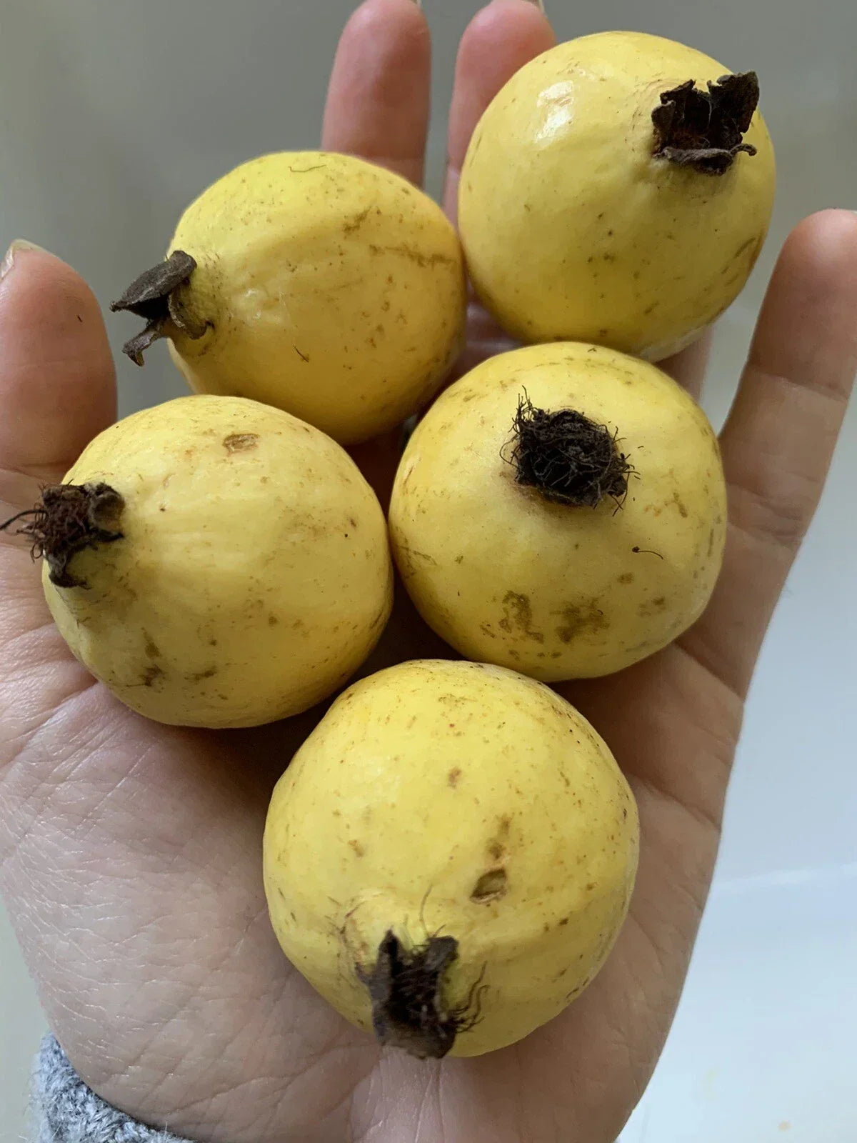 Organic Mexican Guava Seeds - 50 Rare Non-GMO Sweet Fruit Seeds (Psidium guajava) for Home Gardening