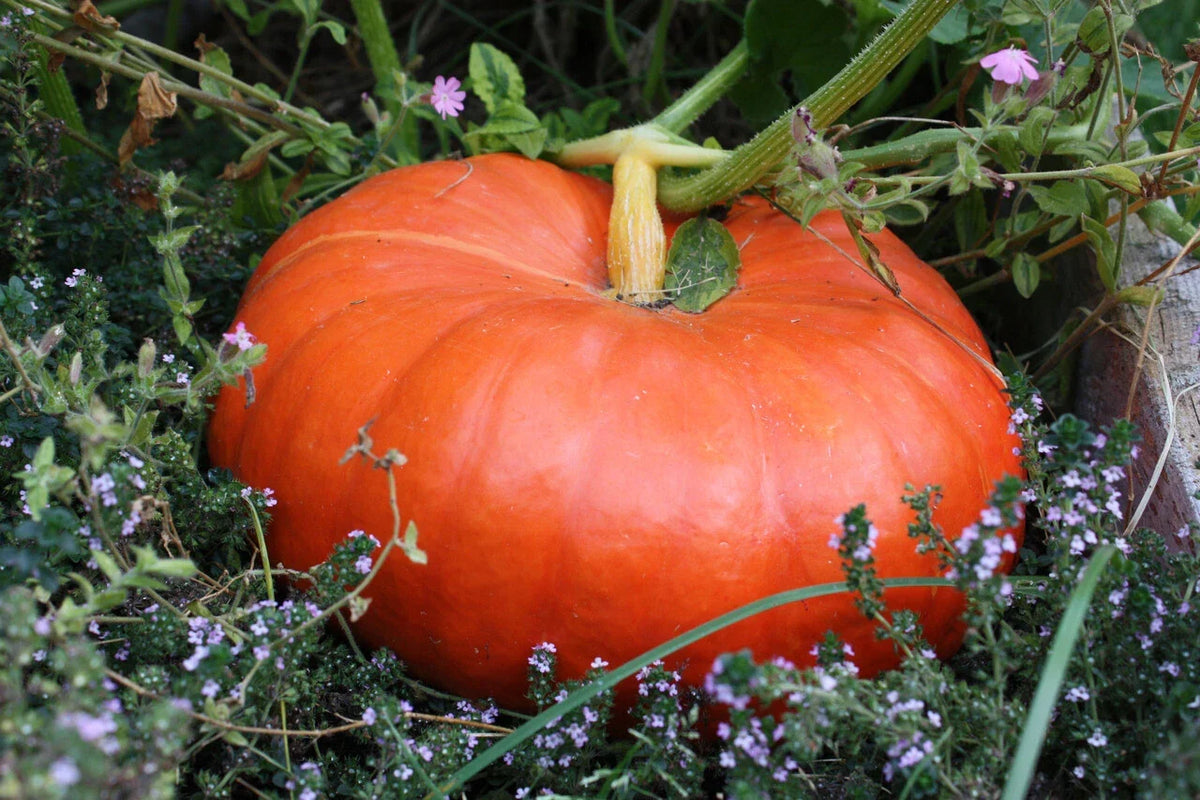 Cinderella Pumpkin Seeds 100g Rouge Vif d'Etampes Heirloom Cucurbita maxima for Halloween & Baking
