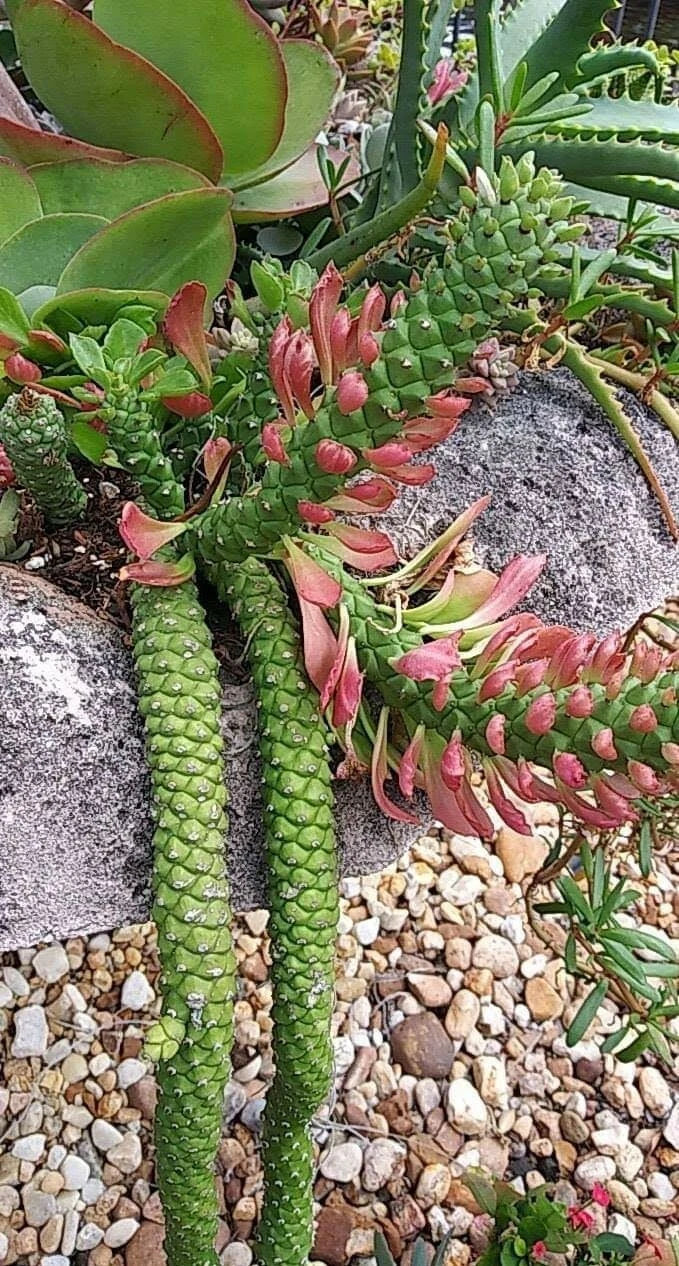 Euphorbia Succulent Cactus Plant - Medusa Variety, Unique Tentacle Texture, 4-Inch Pot, Euphorbia Monadenium Stapeloides Guentheri