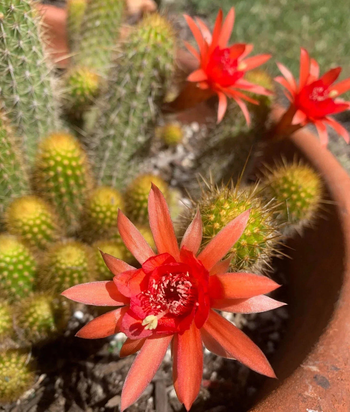 Hildewintera Hybrid Traisenblut Succulent Plant - 4-Inch Rooted Cactus - Easy Growing Indoor/Outdoor Variety - Cactaceae