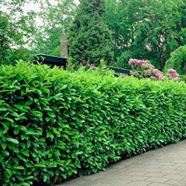 Rooted Cuttings - 3 Manhattan Euonymus Shrubs - Fast Growing - Euonymus fortunei - Low Maintenance Evergreen