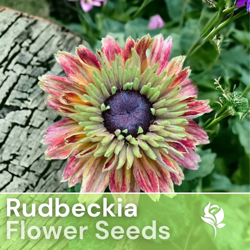 Sahara Starlight Rudbeckia Seeds - 125+ Golden Yellow Black-Eyed Susan Seeds (Rudbeckia hirta) for Garden & Pollinators