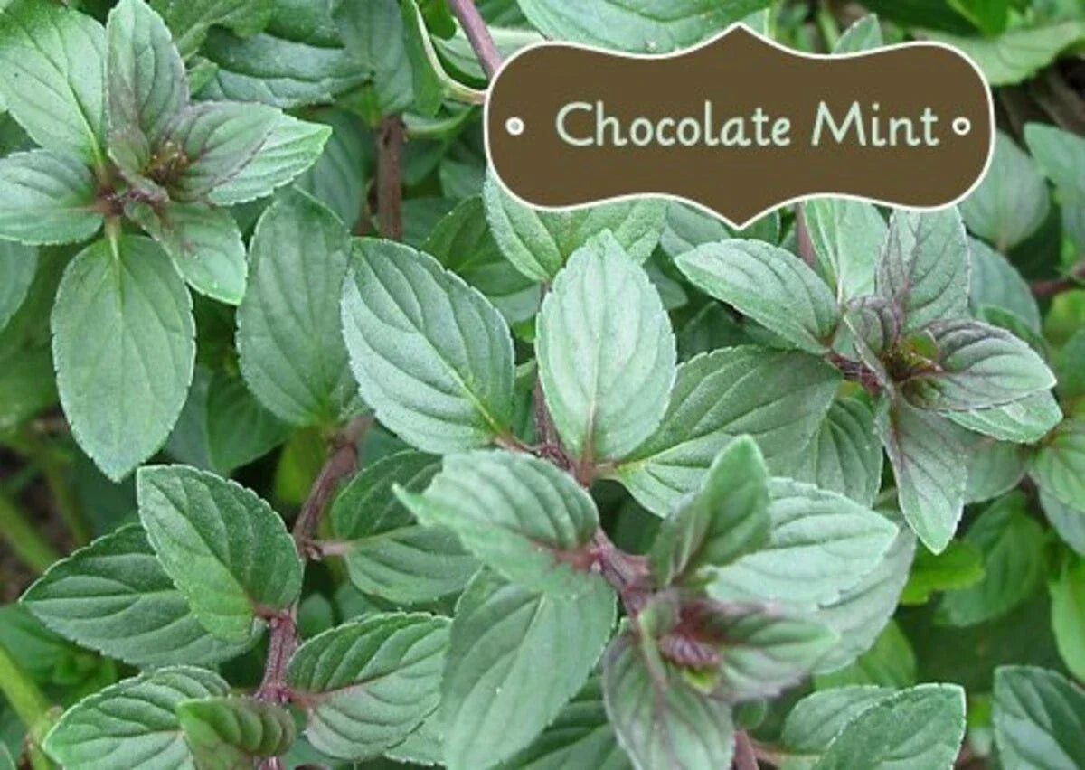 Organic Chocolate Mint Live Starter Plant - Mentha x piperita 'Chocolate' - Fresh Culinary Herb for Home Garden
