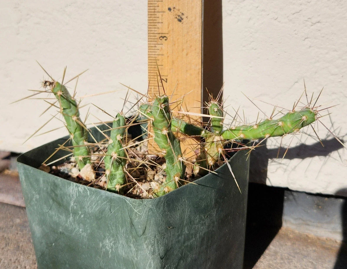 Live Rooted Cactus Cuttings Lot (4) - Thistle Cholla, Cylindropuntia Davisii, Drought-Tolerant Succulent for Home Decor