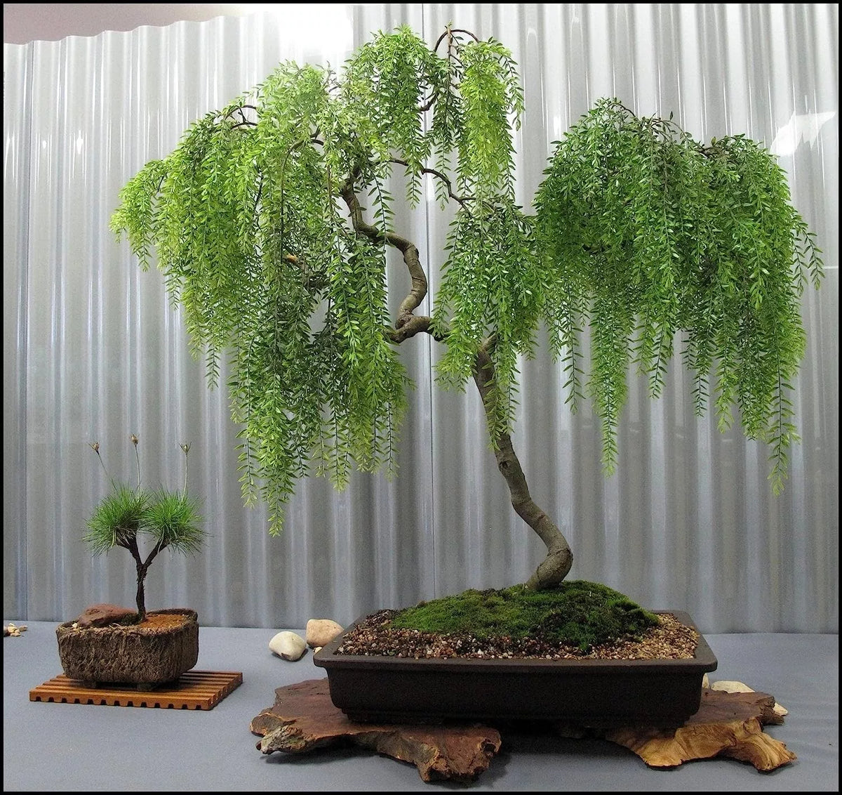 Chinese Weeping Willow Bonsai Cutting - Fast Growing Tree - Salix babylonica - Ideal for Indoor/Outdoor Display