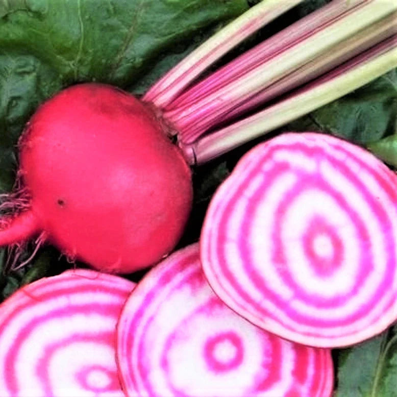 Chioggia Beet Seeds - Candy Cane Striped Pink Bullseye - Beta vulgaris - Heirloom Vegetable Seeds - Non-GMO Organic Gardening