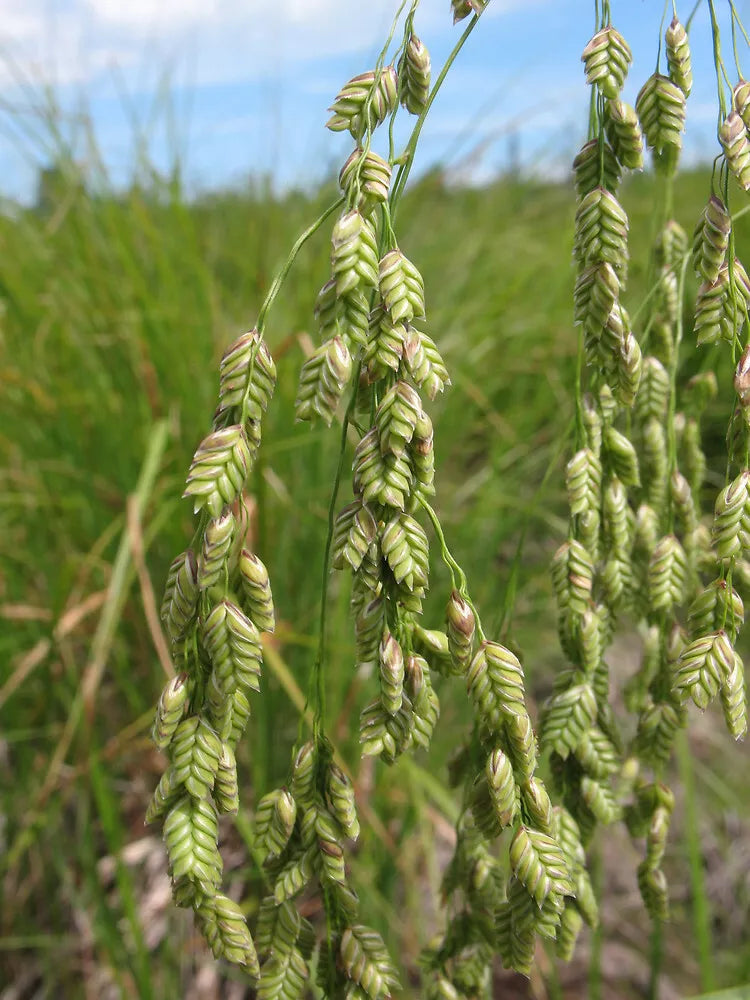 Rattlesnake Grass Seeds - 150 Seeds - Ornamental Marsh Plant - Euphorbia nutans - Ideal for Landscaping and Wildlife