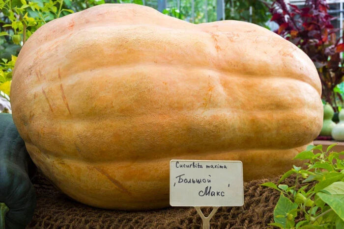 Big Max Pumpkin Seeds - 25+ Pack - Heirloom Variety - Cucurbita maxima - USA Grown, Perfect for Gardens and Competitions