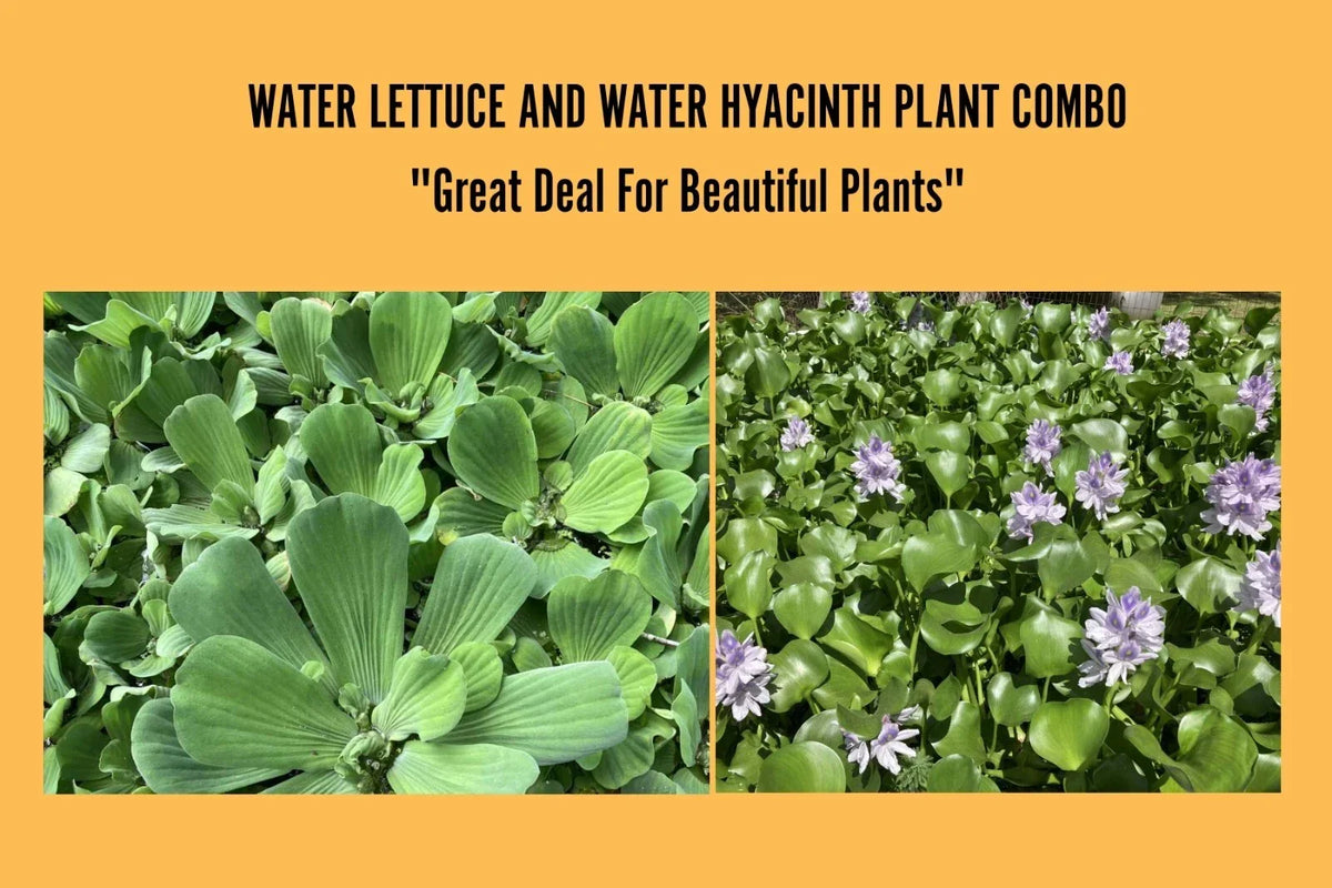 Medium Water Plants Bundle - 4 Water Hyacinth & 4 Water Lettuce - Eichhornia crassipes & Pistia stratiotes - Floating Live Plants