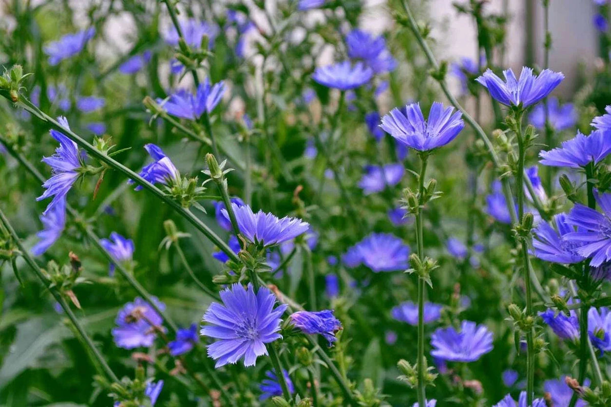 Chicory Seeds 1 LB Italian Dandelion NON-GMO Cichorium intybus for Deer Plot & Coffee Substitute