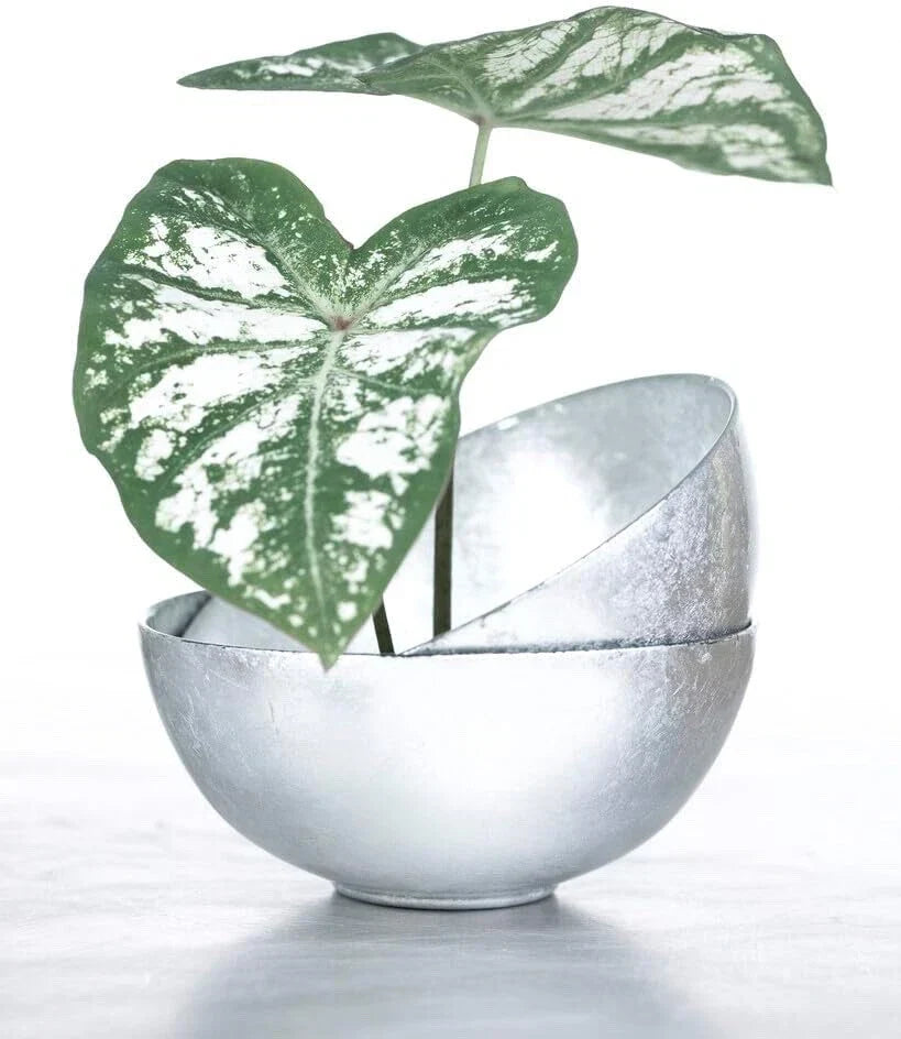 Caladium Bulbs 6 Pack White Majesty Perennial Elephant Ears Caladium bicolor Hardy Plants for Garden