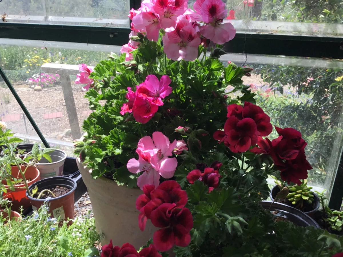 Martha Washington Geranium Cuttings - 4 Pelargonium x domesticum Rooting Cuttings for Garden or Indoor Use