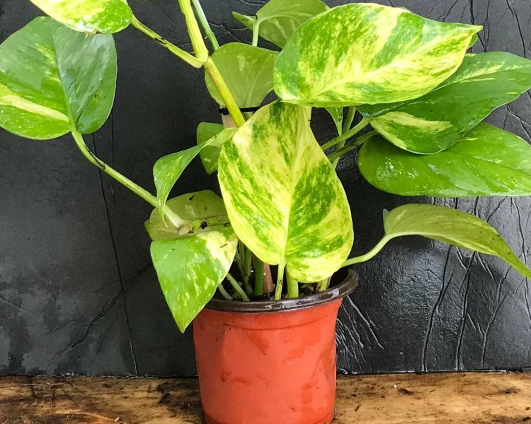 Golden Pothos Cuttings 5 Rooted 4"-6" Indoor/Outdoor Epipremnum aureum - Easy Care Trailing Vine for Home Decor