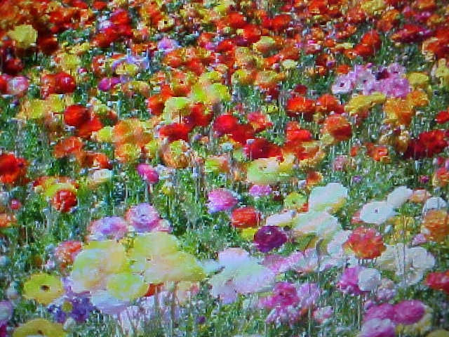 Wildflower Seed Mix 1/3 LB - 24 Color Annual & Perennial Blend - Various Species - Non-GMO Pollinator Friendly Seeds
