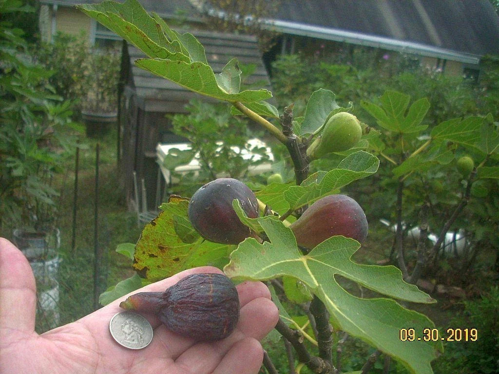 Fig Tree Cuttings - 6 Pcs Col de Dame Noire - Rain Resistant Ficus carica - Delicious Black Fig for Home Gardening