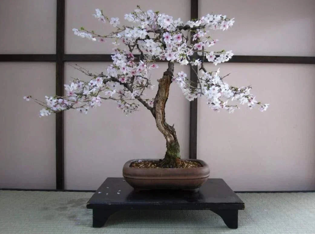 Bonsai Seeds - 20 Black Cherry Tree Seeds - Prunus serotina - Fruit Bearing Indoor/Outdoor Gardening Plant