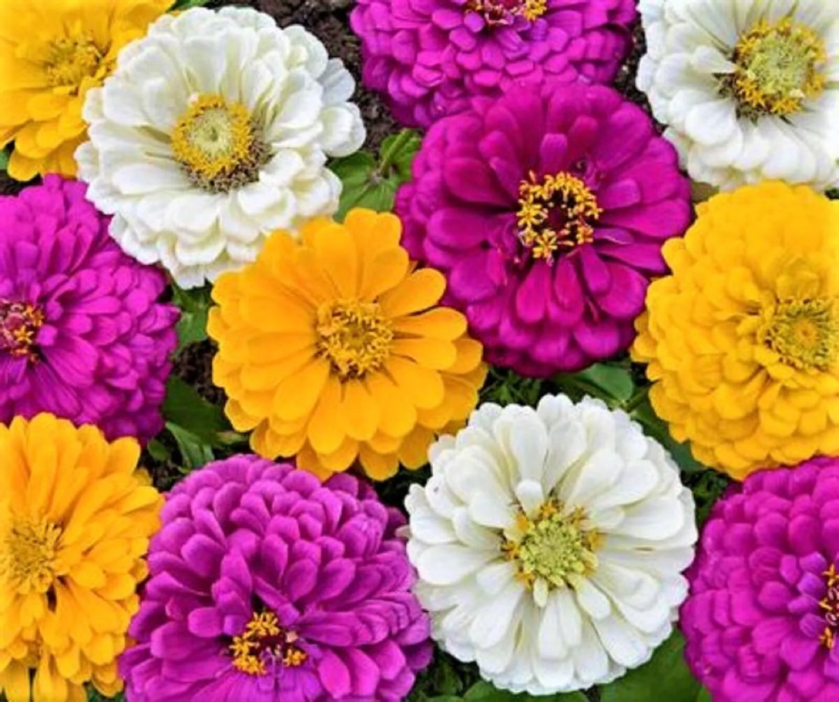 Mardi Gras Zinnia Seeds - 100+ Seeds - Colorful Mix - Zinnia elegans - Non-GMO, Easy to Grow, Attracts Butterflies