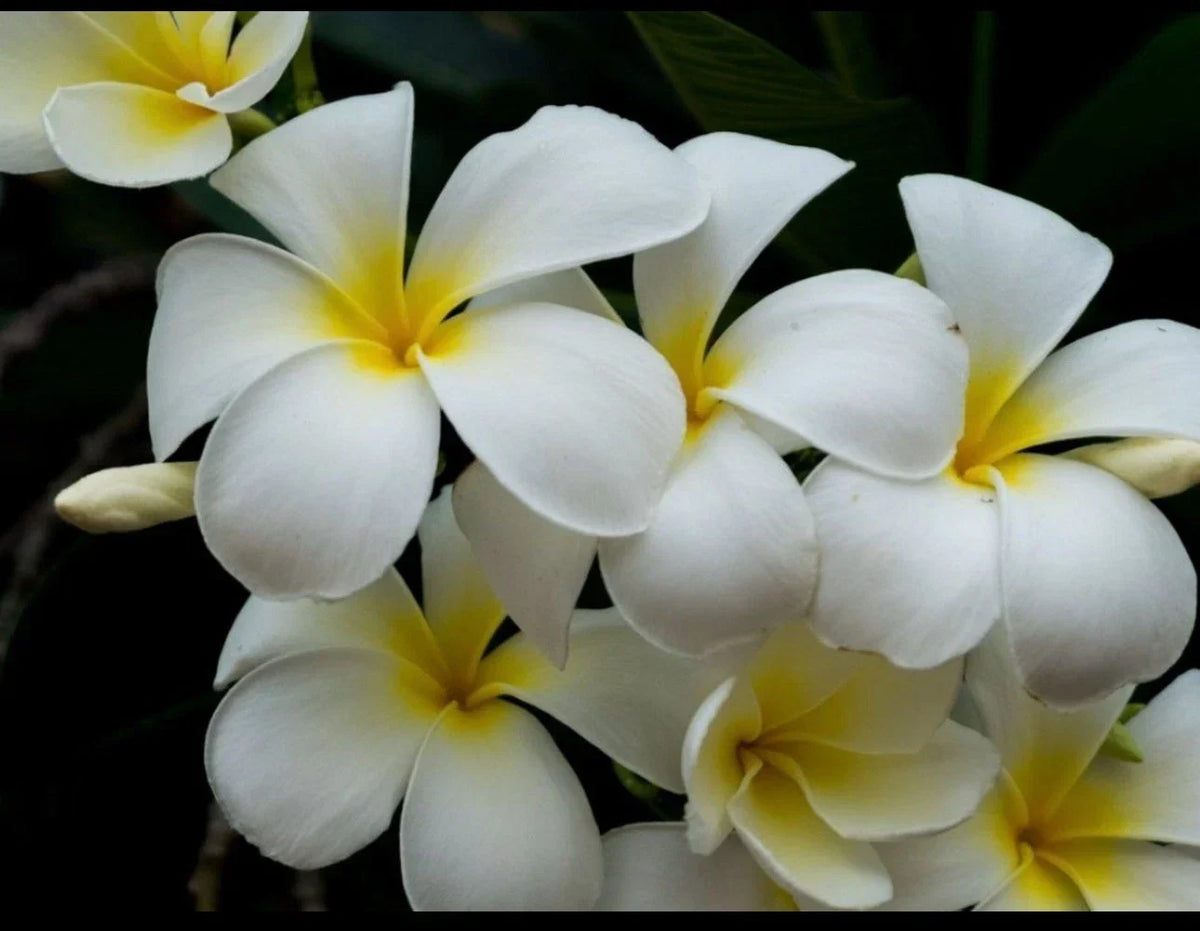 Plumeria Cutting - Triple Branched - Yellow - Live Plant (Frangipani) - Easy Care, Tropical Blooms - Plumeria spp.