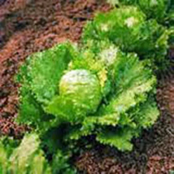 Iceberg Lettuce Seeds 1000 Count Heirloom Non-GMO Lactuca sativa for Fresh Garden Harvest