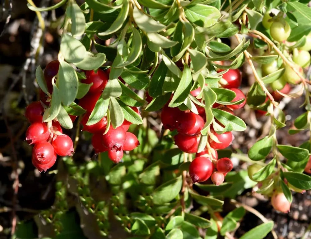 American Cranberry Bush Seeds - 100 Pack - Vaccinium macrocarpon - Ideal for Gardens, Landscaping, & Culinary Use
