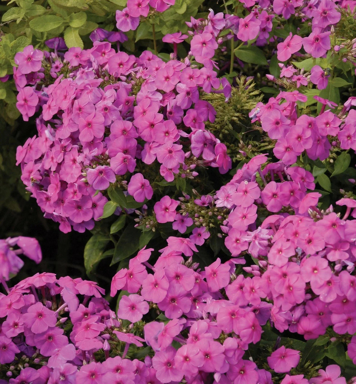 Creeping Phlox Live Plants Set of 2, Lavender Ground Cover, Phlox subulata, Starter Plants for Gardens