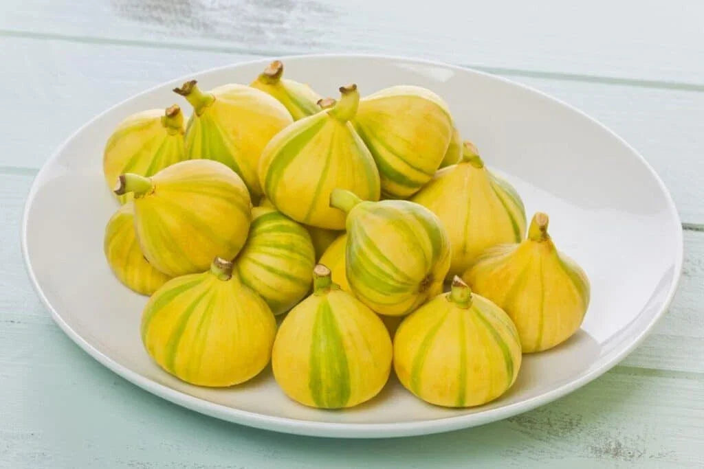 Panache Fig Seeds - 100+ Tiger Stripe Seeds for Garden Planting - Ficus carica 'Panache' - Non-GMO, USA