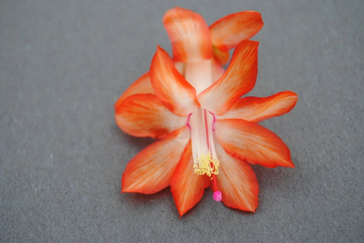 Christmas Cactus Starter Plant - Stephanie Variety - Well Rooted - Schlumbergera Truncata - Ideal for Home Décor