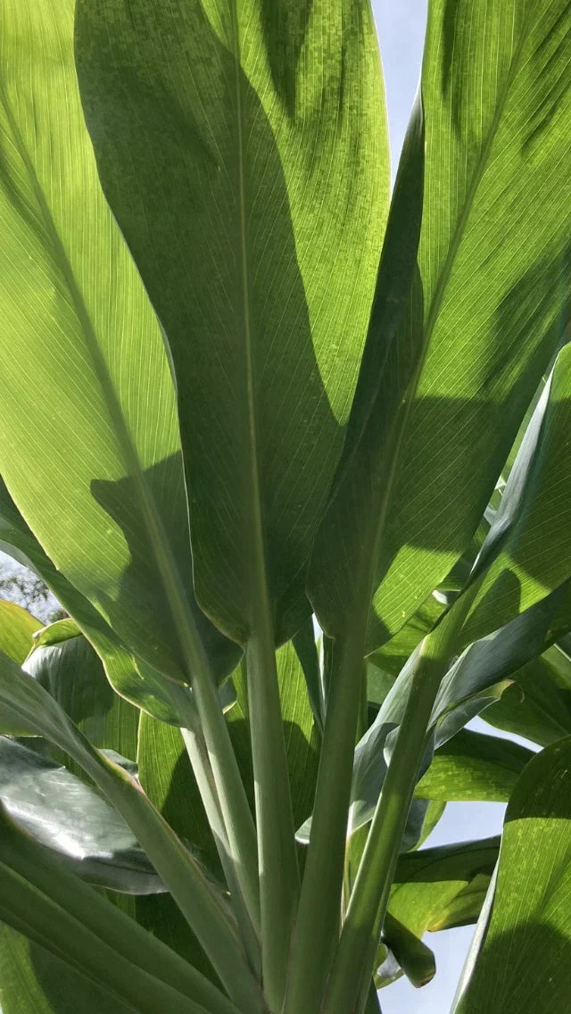 Cordyline fruticosa Cuttings - 24 Large Green Hawaiian Ti Good Luck Plant Logs - Tropical Indoor/Outdoor Foliage