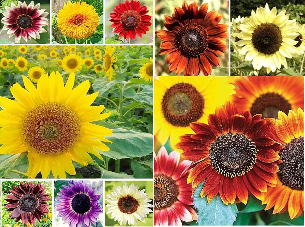 Sunflower Seeds for Planting - Jumbo Mix Pack - 500+ Seeds - 15+ Varieties - Helianthus - Colorful Garden Blooms