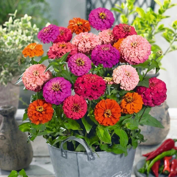 Pulcino Mix Zinnia Seeds - 100+ Count - Colorful Garden Flowers - Zinnia elegans - Attracts Pollinators - USA Free Shipping