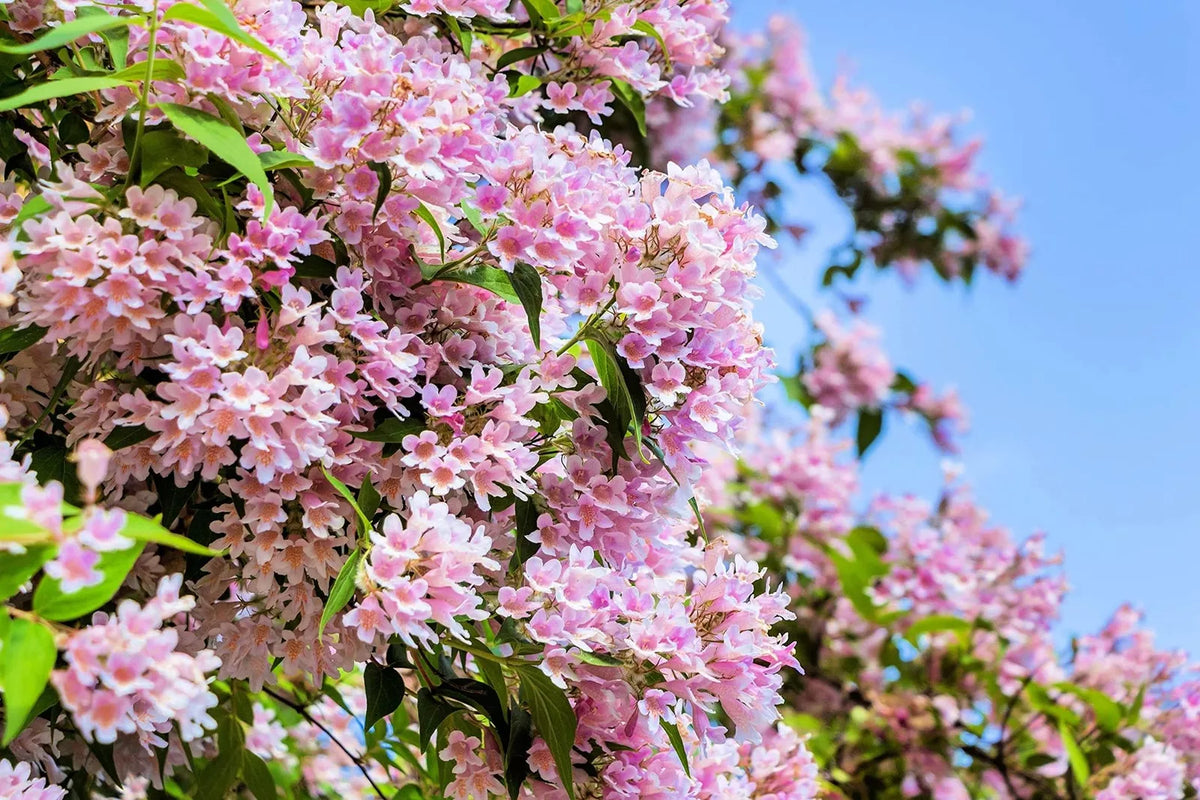 Beautybush Seeds for Planting, 20 Seeds, Pink Flowers, Kolkwitzia amabilis - Deciduous Shrub for Garden