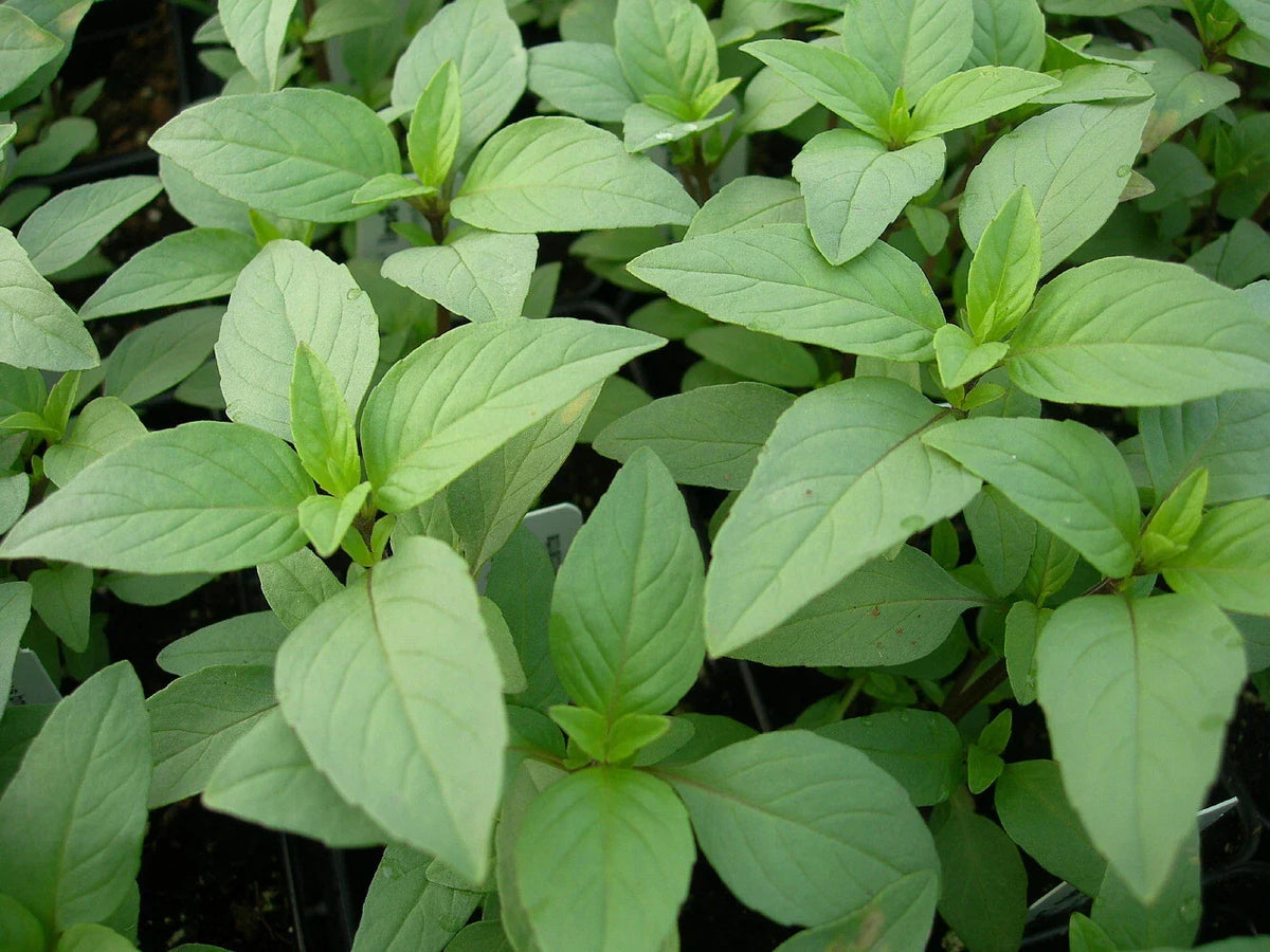 Lime Basil Seeds Packets, Hoary Basil, NON-GMO, Ocimum basilicum var. citriodorum, Herb Garden Starter
